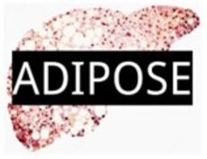 ADIPOSE Study: Assessing Awareness of Fatty Liver Disease